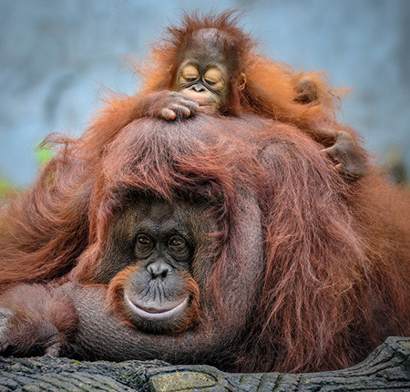 Mother and baby bornean orangutan