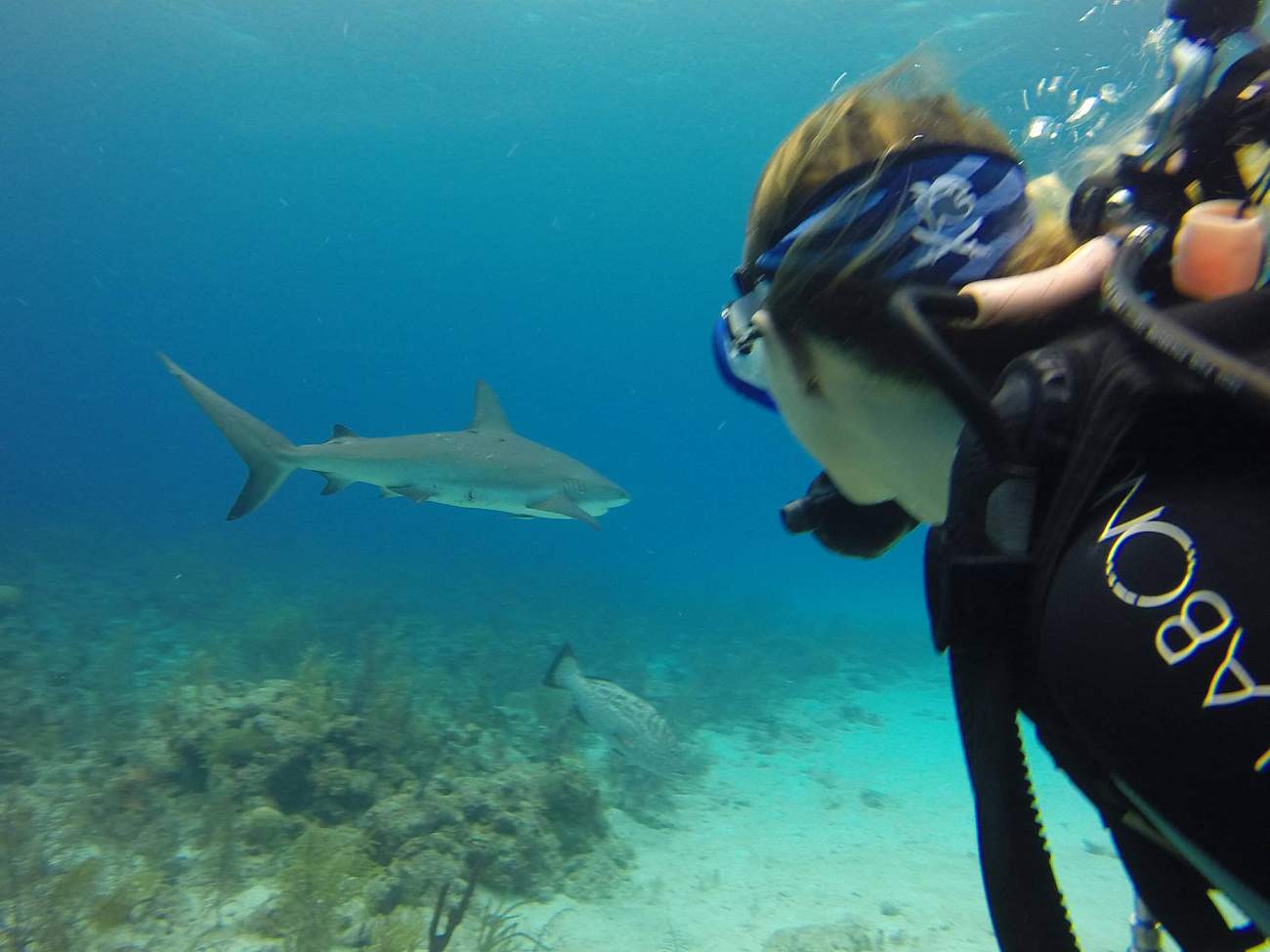 Bahamas Marine Conservation - Gap Year program